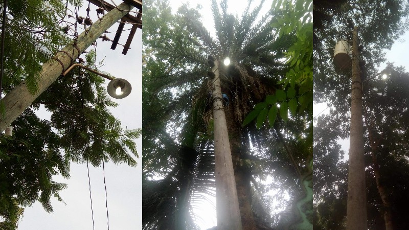 লাইট