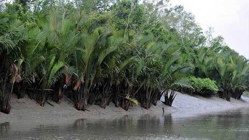সুন্দরবনে অবৈধভাবে মাছ ধরার অপরাধে আটক