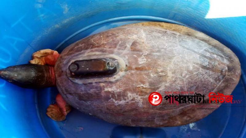 বঙ্গোপসাগরে স্যাটেলাইট ট্রান্সমিটার যন্ত্রযুক্ত কচ্ছপ উদ্ধার করেছে জেলেরা।