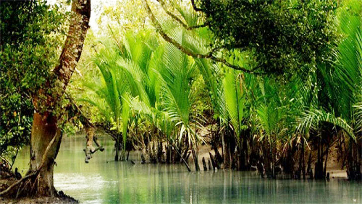 সুন্দরবনে ‘বন্দুকযুদ্ধে’ ৪ বনদস্যু নিহত