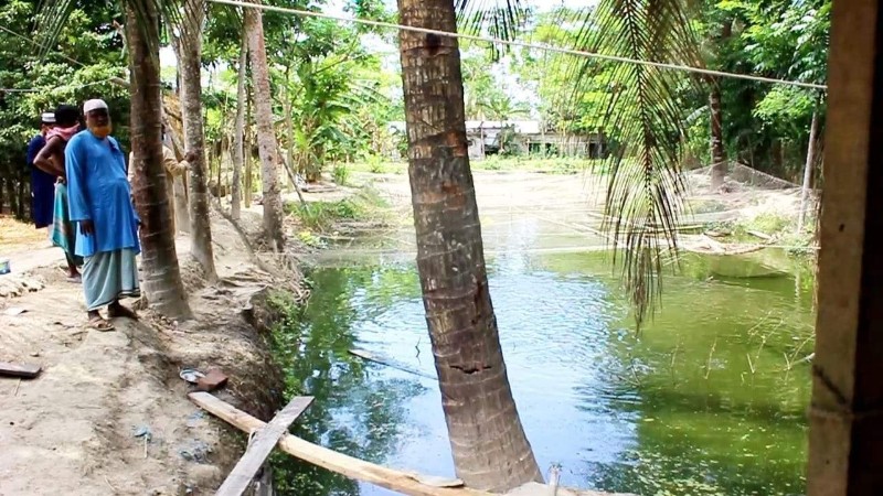 পাথরঘাটায় মাছের ঘেরে বিষ, মরেছে কয়েক লাখ টাকার মাছ