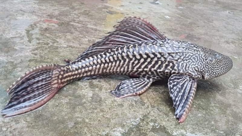 ছবিঃ পাথরঘাটা নিউজ