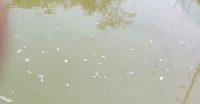 <small>নিয়ে গেছে পাওয়ার পাম্প মেশিনটিও</small> আমতলীতে বিষ দিয়ে অর্ধলক্ষাধিক টাকার মাছ নিধন